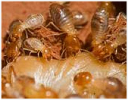 Pest Control,Termite Control