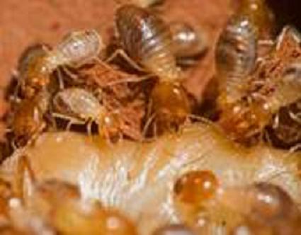 Bed Termites